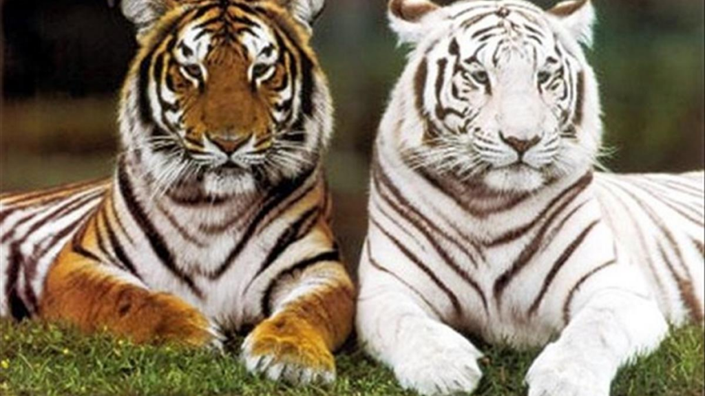 Trong chiêm bao bạn thấy một con hổ có màu trắng