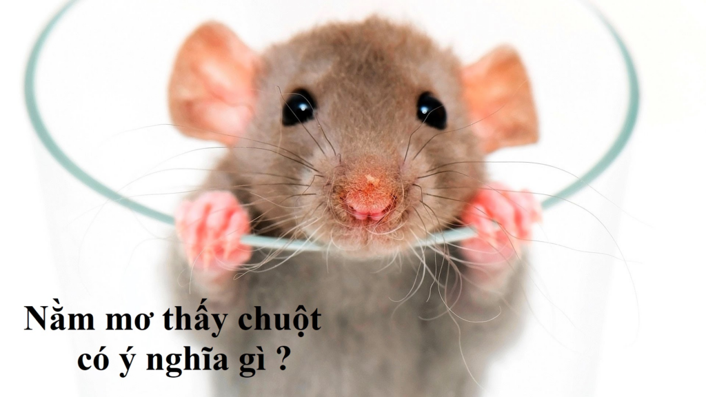 Ý nghĩa của giấc mộng con chuột chết mang đến là hung hay cát?